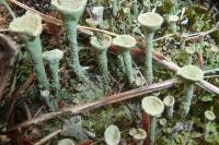 Cladonia fimbriata