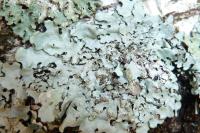 Hypotrachyna afrorevoluta