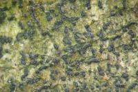 Zwackhia viridis