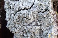 Lepra albescens