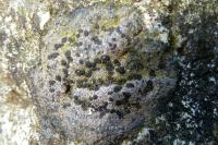Rhizocarpon reductum