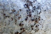 Lecania sylvestris