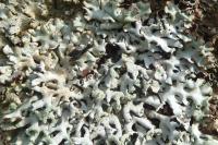 Hypogymnia physodes