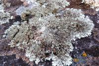 Xanthoparmelia conspersa