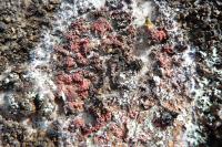 Marchandiomyces corallinus