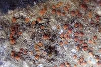 Protoblastenia rupestris subsp. rupestris