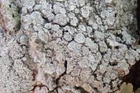 Lepra albescens