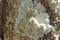 Diploicia canescens