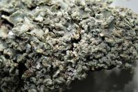 Physconia perisidiosa