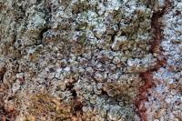 Lecanora horiza