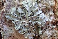 Hypotrachyna afrorevoluta