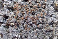 Kuettlingeria teicholyta