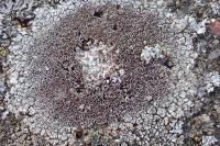 Lecanora campestris subsp. campestris