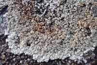 Protoparmeliopsis muralis