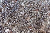 Pyrenodesmia variabilis