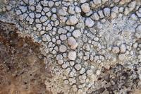 Ochrolechia parella