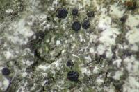 Catillaria chalybeia