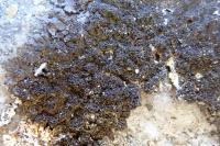 Melanelixia fuliginosa