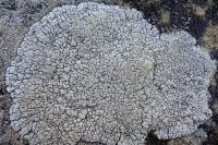 Lepra leucosora