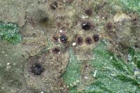 Phylloblastia inexpectata