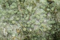 Lecania cyrtella