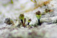 Chaenotheca hispidula