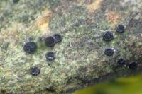 Catillaria nigroclavata