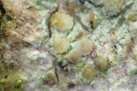 Lecania naegelii