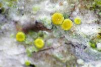 Athallia cerinella