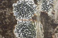 Arthonia atra