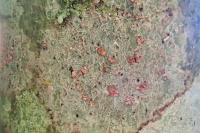 Coniocarpon cinnabarinum