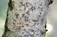 Phaeographis smithii