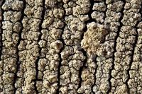 Lecanora conizaeoides