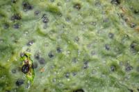 Pyrenula chlorospila