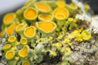 Polycauliona polycarpa