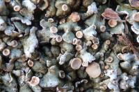 Squamarina cartilaginea