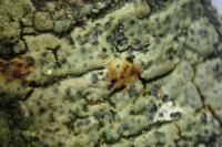 Pyrenula chlorospila