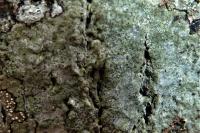 Enterographa crassa
