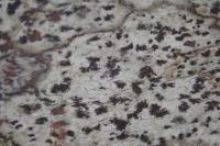 Arthonia radiata
