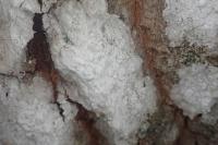 Sporodophoron cretaceum