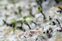 Chaenotheca hispidula