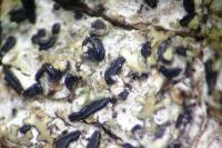 Alyxoria varia