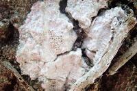 Sporodophoron cretaceum