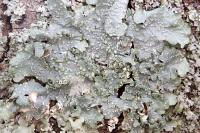 Punctelia subrudecta