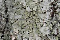 Physconia grisea subsp. grisea