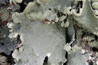 Parmotrema reticulatum