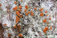 Blastenia ferruginea