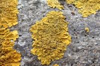 Xanthoria calcicola