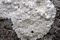 Glaucomaria rupicola