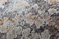 Protoparmeliopsis muralis